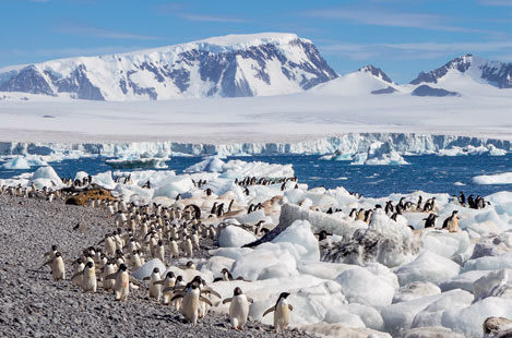 ANTARKTIS: Adeliepingviner fotografert på den Antarktiske halvøy, januar 2020. Teknisk: Canon Eos R, 77mm, 200 ISO, 1/800 sek, blender f/11