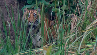TIGER: Hilde Tellesbø har støtt på mange ville dyr på sine ekspedisjoner. Her et møte med en tiger i Chitwan nasjonalpark i sør i Nepal, nær grensa til India. FOTO: PRIVAT